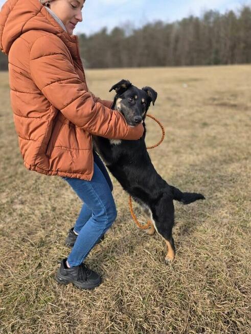Loki- młody średniej wielkości poes do adopcji