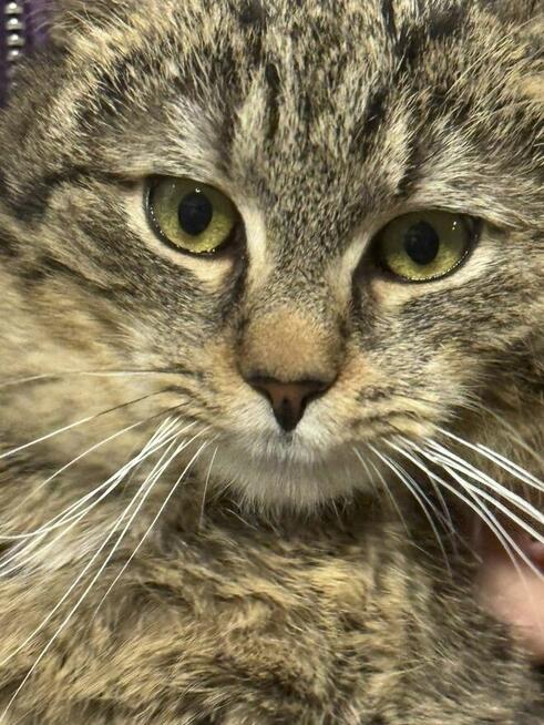 Kotek Puchatek szuka domu -schronisko Zgierz-aktualne