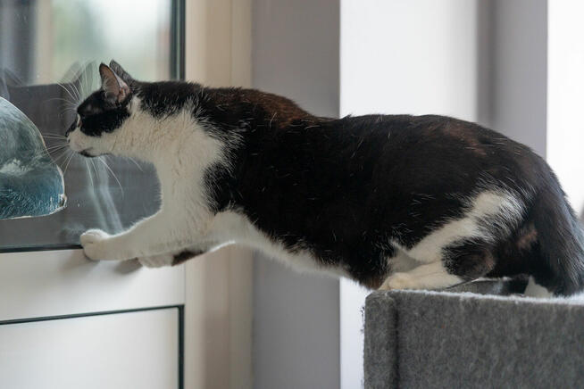 Kotek Fajer szuka domu -schronisko Zgierz-aktualne