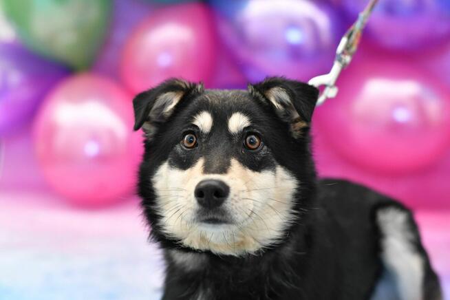 Urocza Alinka szuka rodzinki do pokochania!