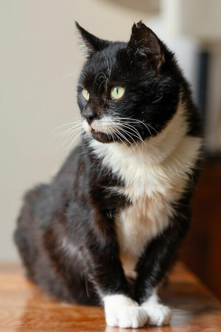 Kotek Niuniek szuka domu schronisko Zgierz-aktualne