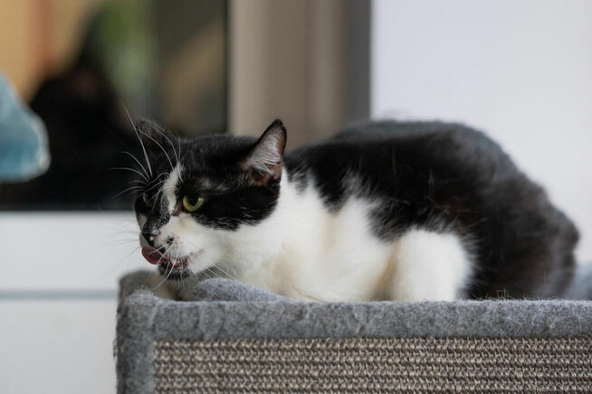 Kotek Fajer szuka domu -schronisko Zgierz-aktualne