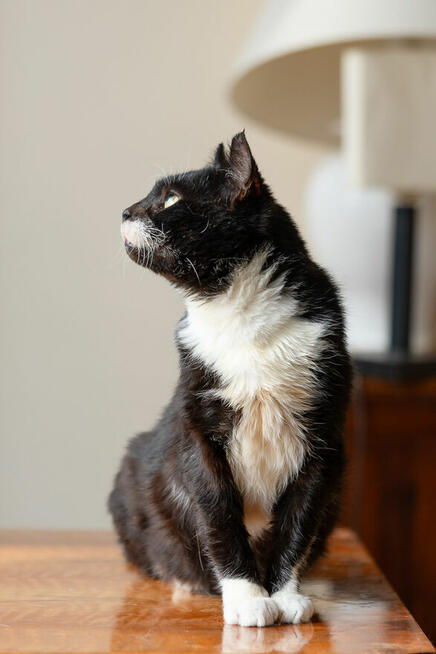 Kotek Niuniek szuka domu schronisko Zgierz-aktualne