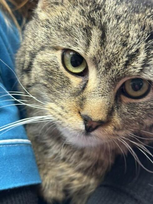 Kotek Puchatek szuka domu -schronisko Zgierz-aktualne