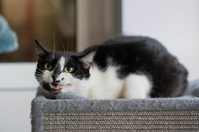 Kotek Fajer szuka domu -schronisko Zgierz-aktualne