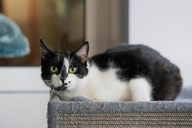 Kotek Fajer szuka domu -schronisko Zgierz-aktualne