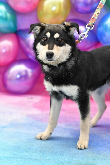 Urocza Alinka szuka rodzinki do pokochania!