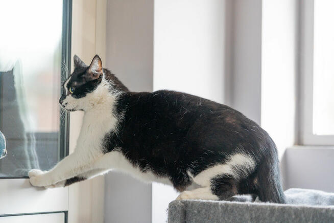 Kotek Fajer szuka domu -schronisko Zgierz-aktualne