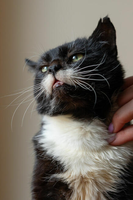 Kotek Niuniek szuka domu schronisko Zgierz-aktualne