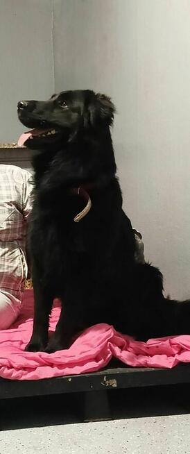 Baffi szuka domu, młody, pies, aktywny