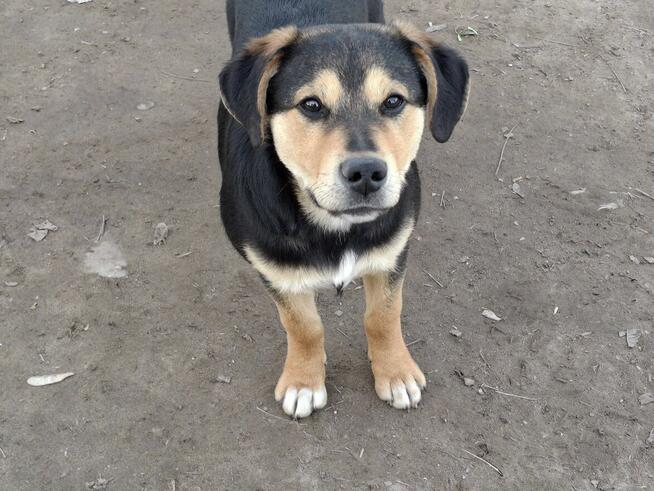 Szczeniak BADI czeka na dom