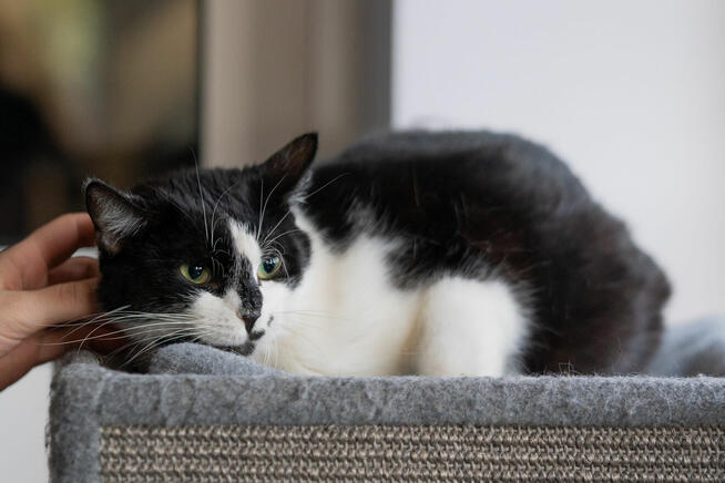 Kotek Fajer szuka domu -schronisko Zgierz-aktualne