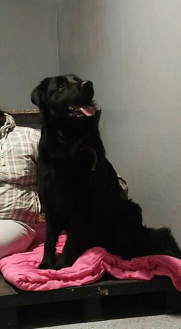 Baffi szuka domu, młody, pies, aktywny