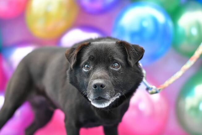 Mały Kevin szuka wyjątkowego domku!