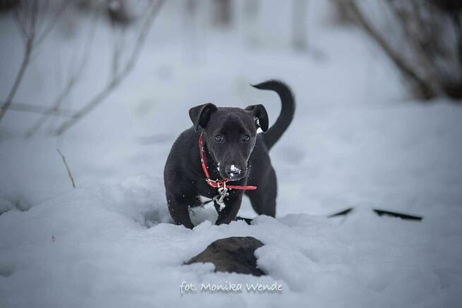 Figlarny Figo szuka kochającego domu