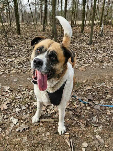 Zjawiskowa Szakira szuka domu!