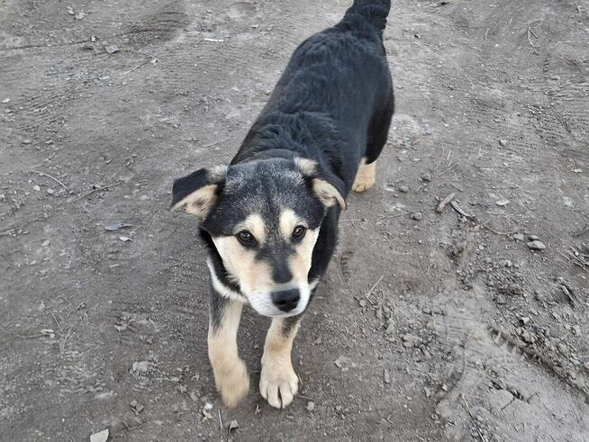 Szczeniak SONET czeka na dom