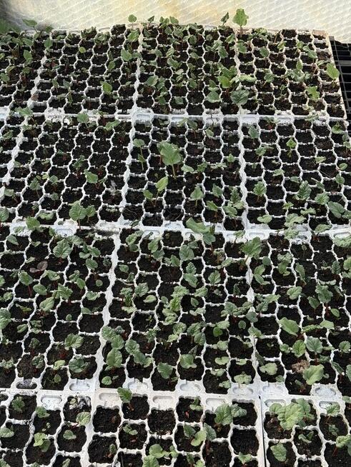 Oczka rabarbaru malinowego