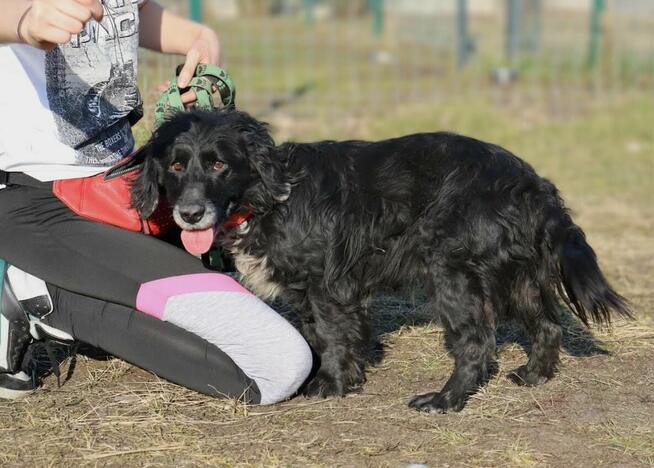 Kudłaty Wicher szuka domu!