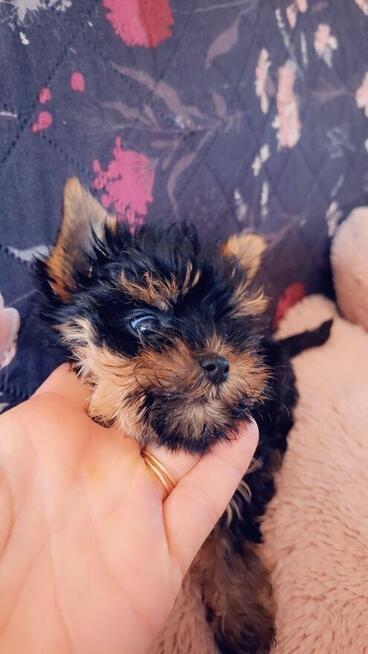 Yorkshire terrier sunia xs