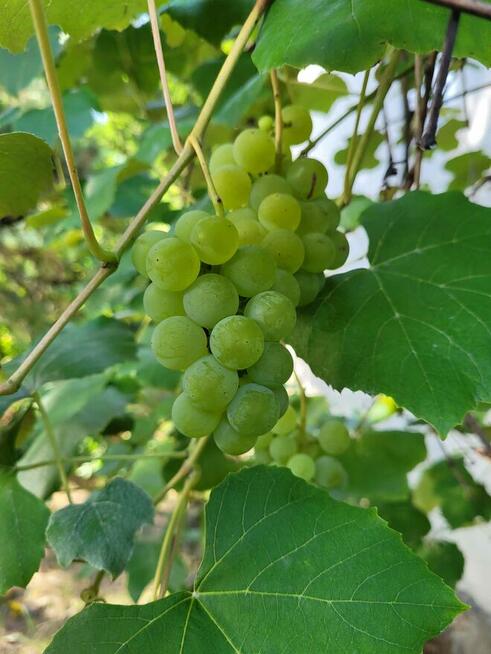 Sprzedam działkę ROD Międzylesie, os. Warszawskie