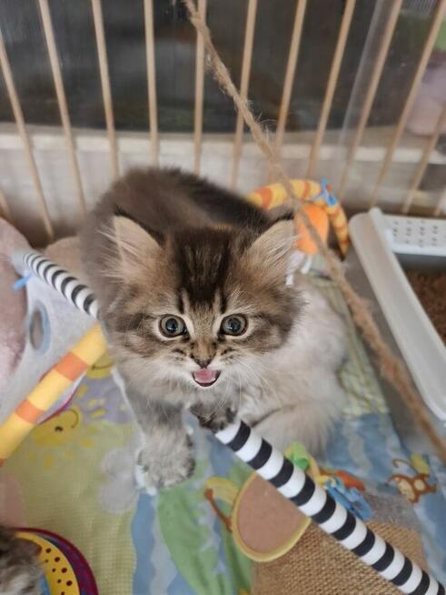 Kot Brytyjski kocurek