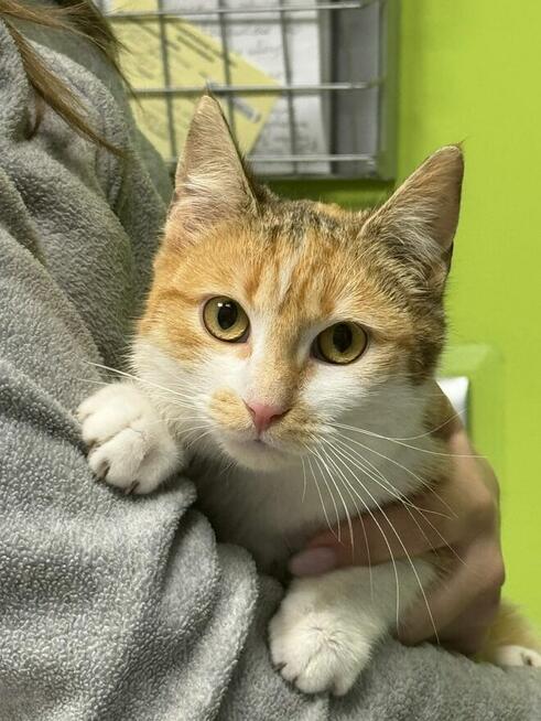 Kotka Gaja szuka domu -schronisko Zgierz-aktualne