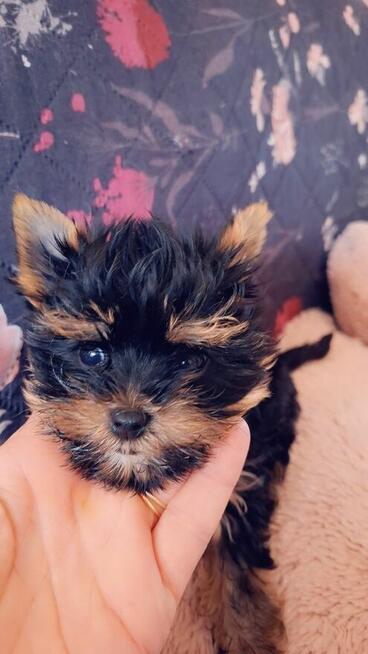 Yorkshire terrier sunia xs
