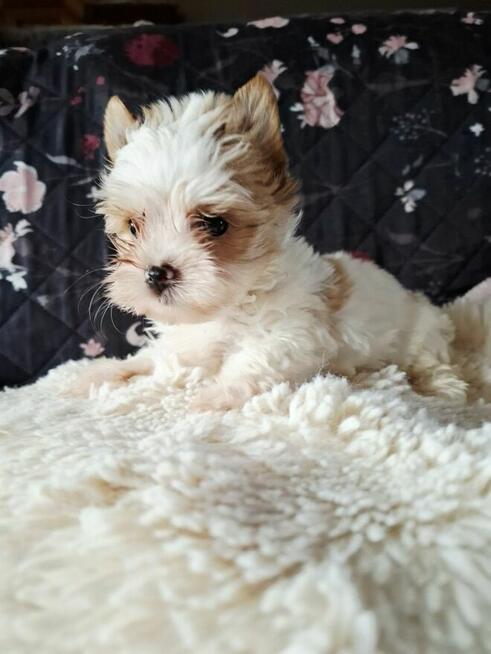 Yorkshire terrier Golddust chlopczyk xs