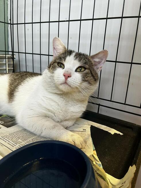 2-letni przytulak, szuka głasków na stałe