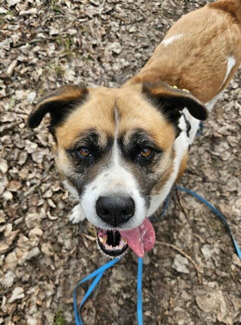 Zjawiskowa Szakira szuka domu!