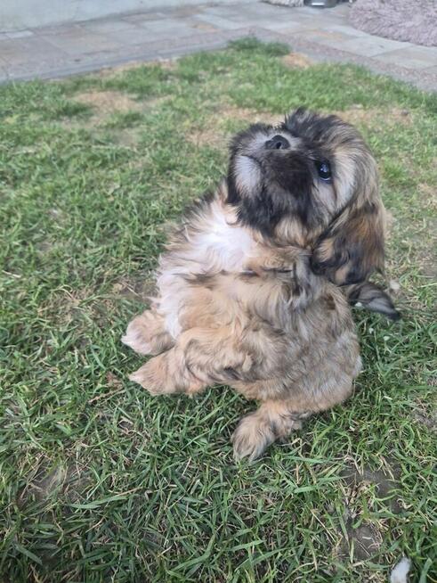 Shih tzu suczka szuka domku