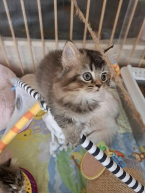 Kot Brytyjski kocurek