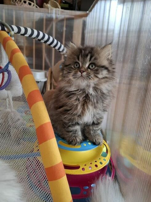 Kot Brytyjski kotka dugowłosa