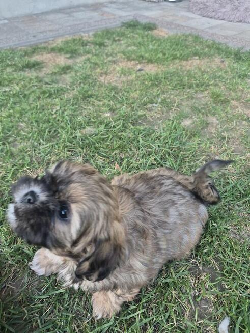 Shih tzu suczka szuka domku