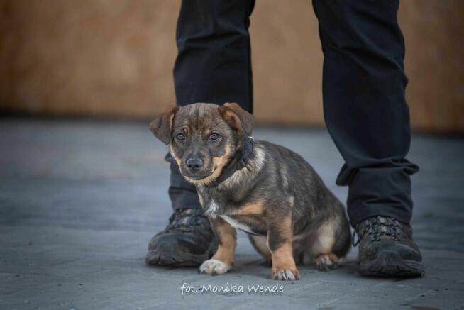 Nodi – małe serduszko, które czeka, by pokochać cały świat