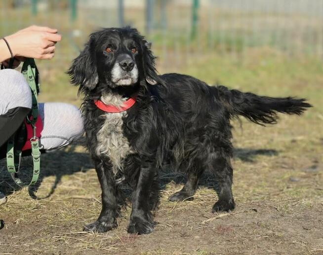 Kudłaty Wicher szuka domu!