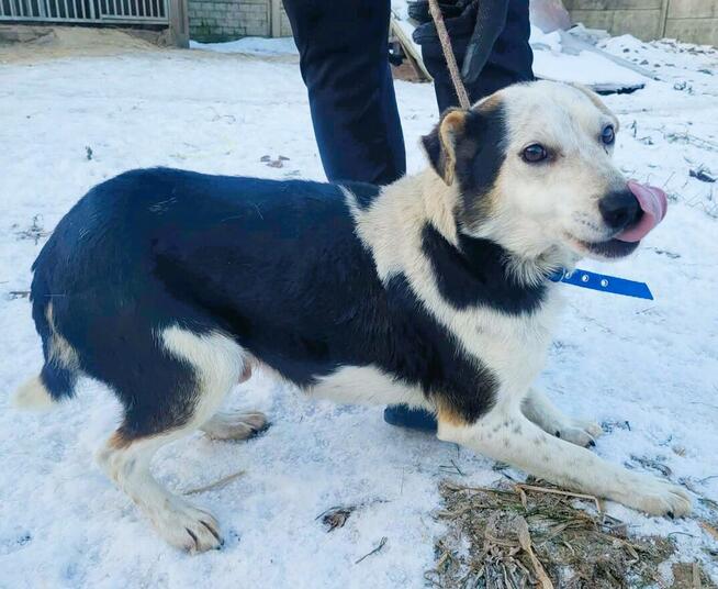 BALU - kochany psiak traci nadzieję w schronisku