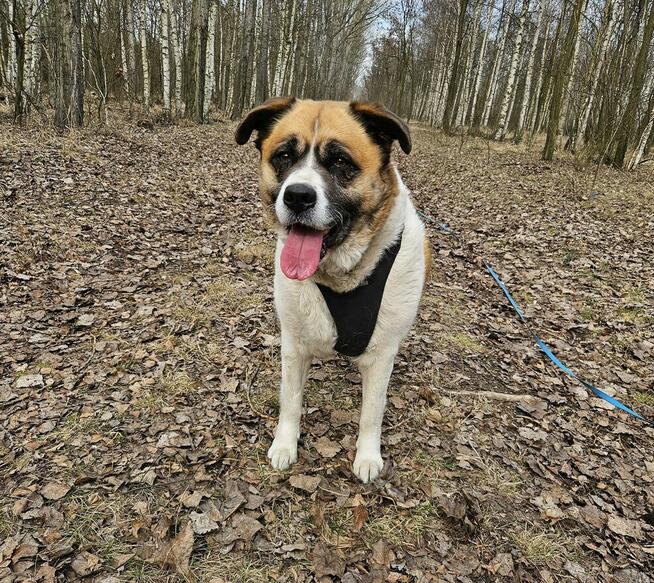 Zjawiskowa Szakira szuka domu!