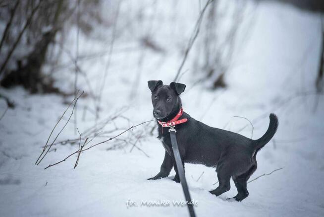 Figlarny Figo szuka kochającego domu