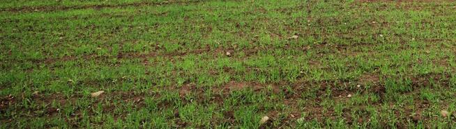 Działka budowlana Burkatów gm. Świdnica