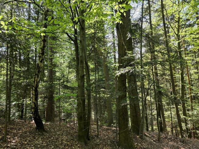 Dom Lubaszowa gm. Tuchów