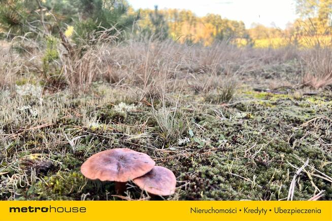 Działka siedliskowa z linią brzegową, przy lesie