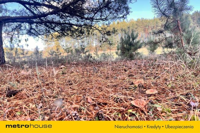 Działka siedliskowa z linią brzegową, przy lesie
