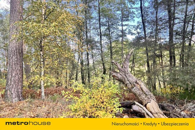 Działka siedliskowa z linią brzegową, przy lesie
