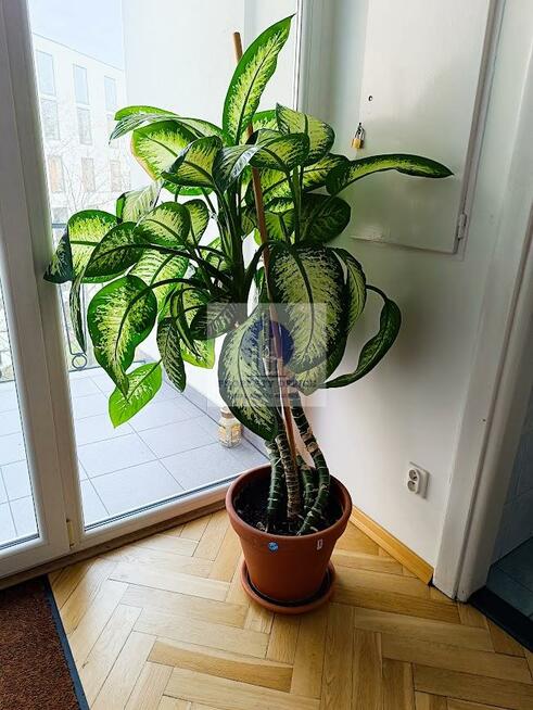 Lokal użytkowy Warszawa Śródmieście, Waryńskiego