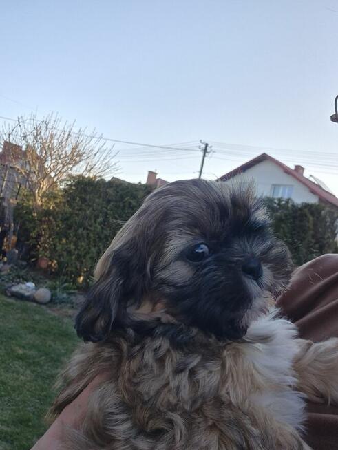 Shih tzu suczka szuka domku