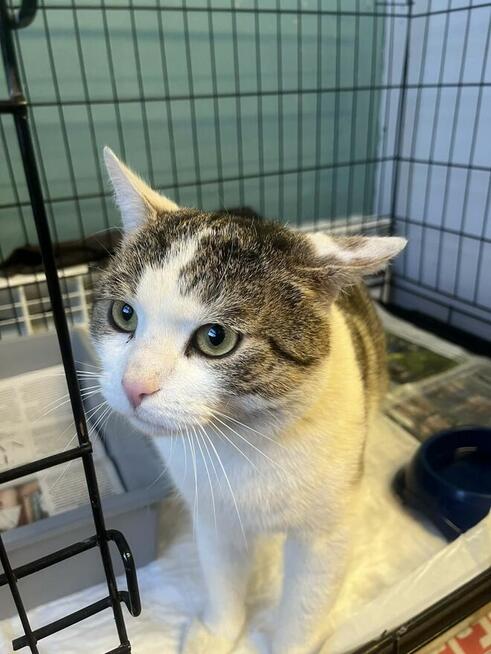 2-letni przytulak, szuka głasków na stałe