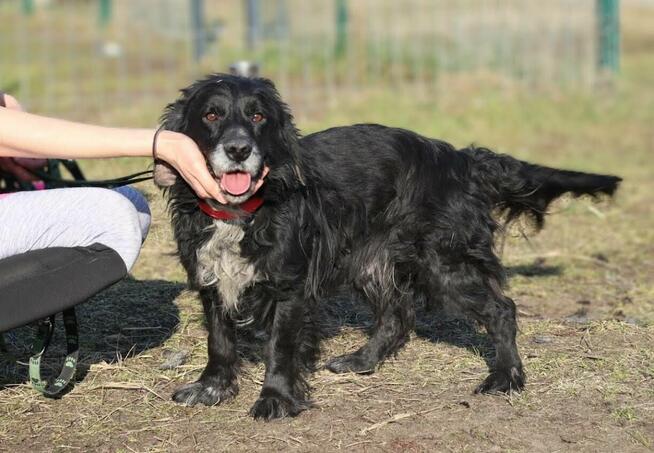 Kudłaty Wicher szuka domu!