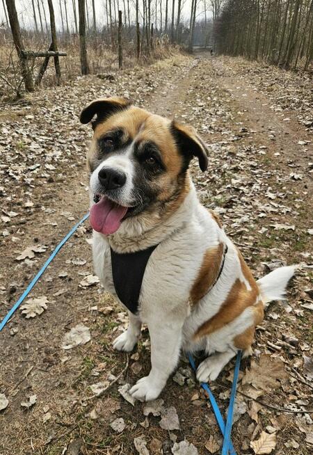 Zjawiskowa Szakira szuka domu!